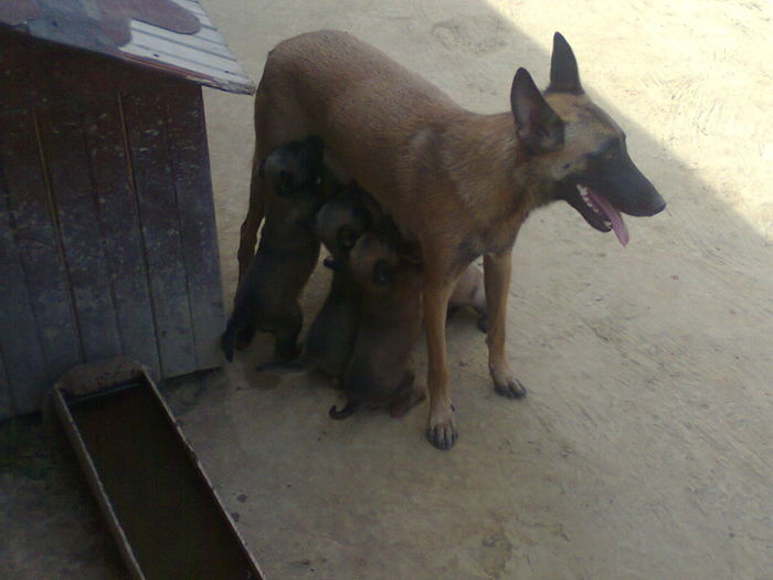 Fotografie0155 - Caini rasa Ciobanesc Belgian Malinois