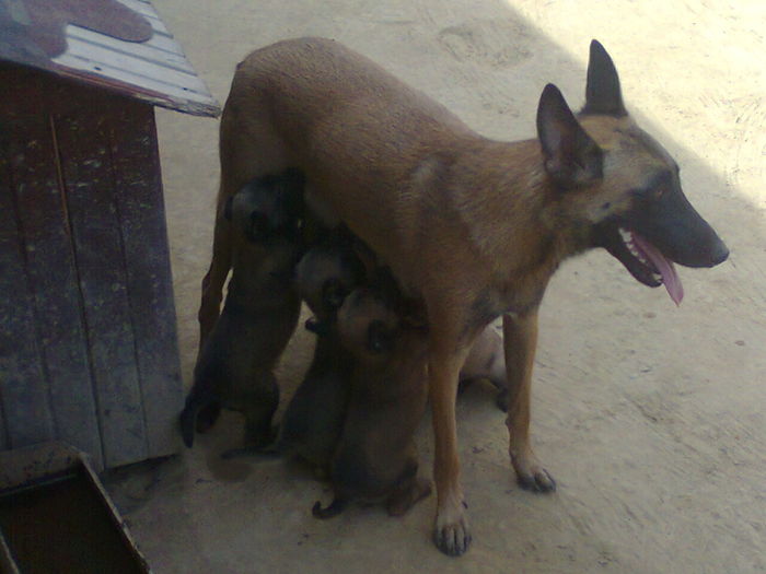 Fotografie0155_001 - Caini rasa Ciobanesc Belgian Malinois