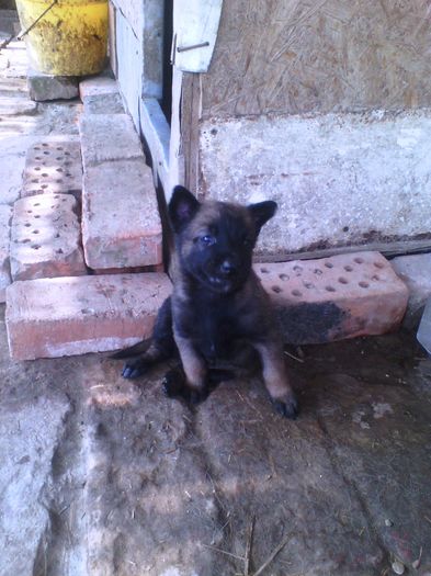 IMG_20150816_110408 - serii pui anterioare