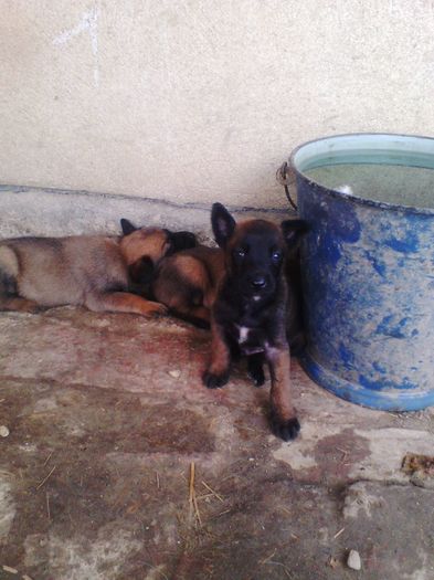 IMG_20150816_110413 - serii pui anterioare