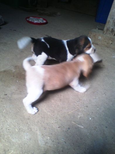 IMG_20140817_142711 - Caini rasa Beagle