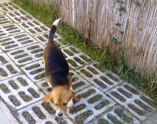 Photo0995 - Caini rasa Beagle