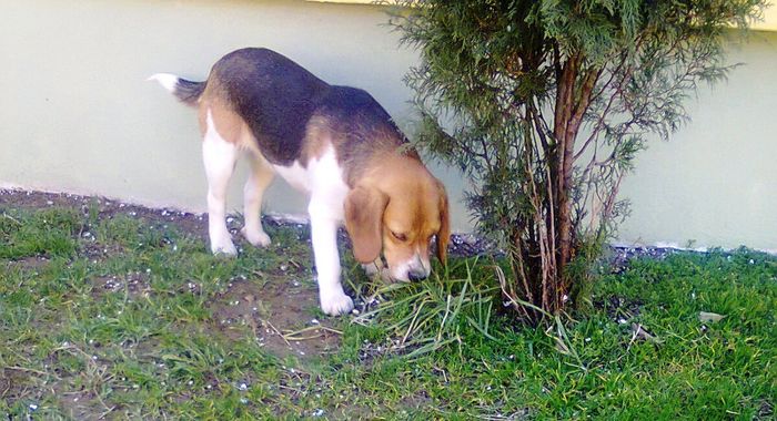 Photo0999 - Caini rasa Beagle