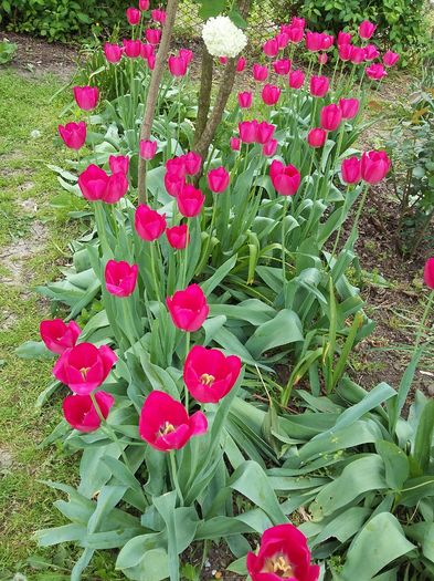 20160423_133537 - 2016 Clematis