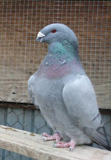 _20160424_105047 - American Show Racer