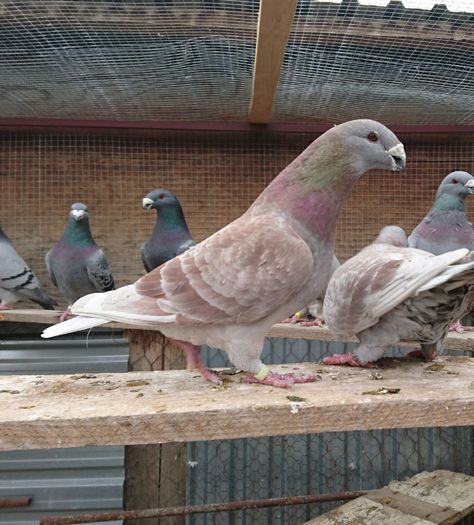 _20160424_105813 - American Show Racer