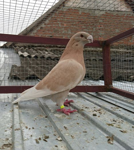 _20160424_110229 - American Show Racer