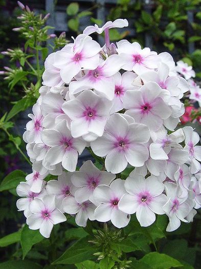 Phlox paniculata Europa