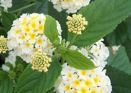 Lantana_ - Lantana