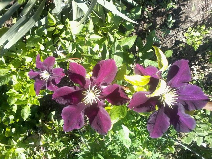 580249_175376579295147_1020933239_n - CLEMATITE