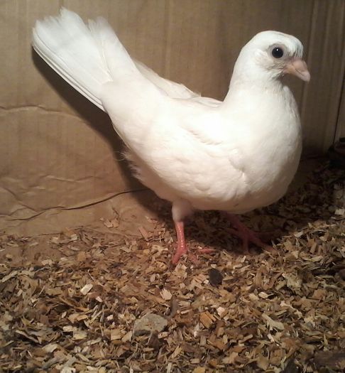 din florii pe galben %u0219i rosu