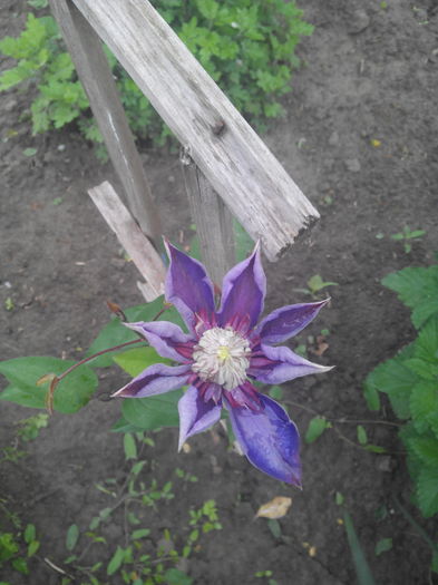 noua venita a inflorit prima