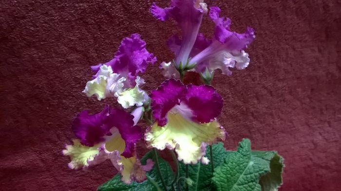 WP_20160412_21_16_17_Pro