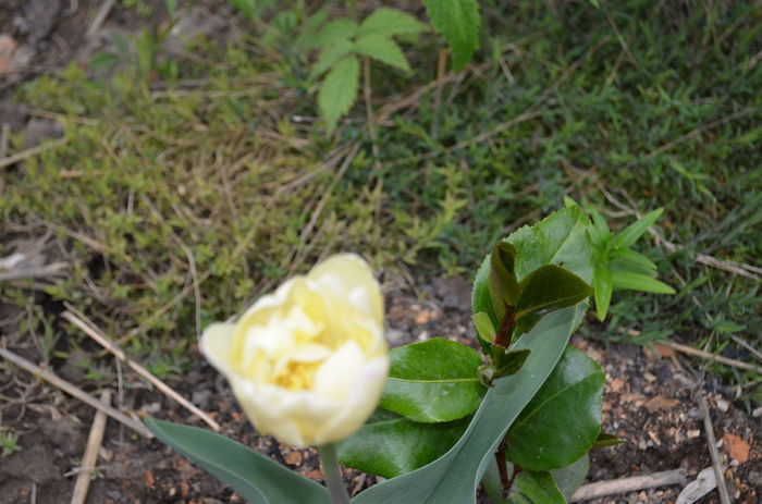 DSC_0001 (2) - dragostea  de natura