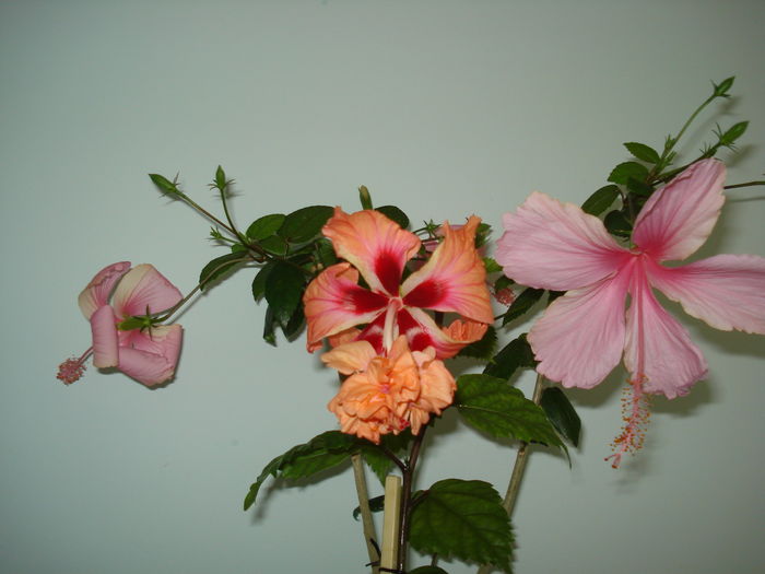 DSC05156 - HIBISCUS 2016