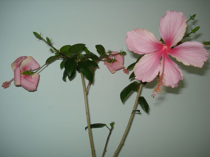 DSC05154 - HIBISCUS 2016