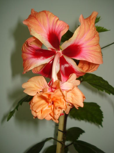 DSC05159 - Hibiscus El Capitolio Orange