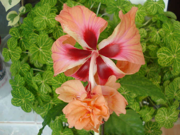 DSC05160 - Hibiscus El Capitolio Orange