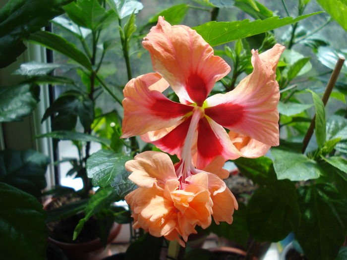 DSC05161 - Hibiscus El Capitolio Orange