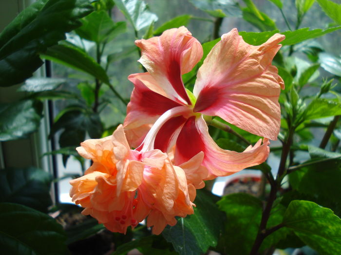 DSC05162 - Hibiscus El Capitolio Orange