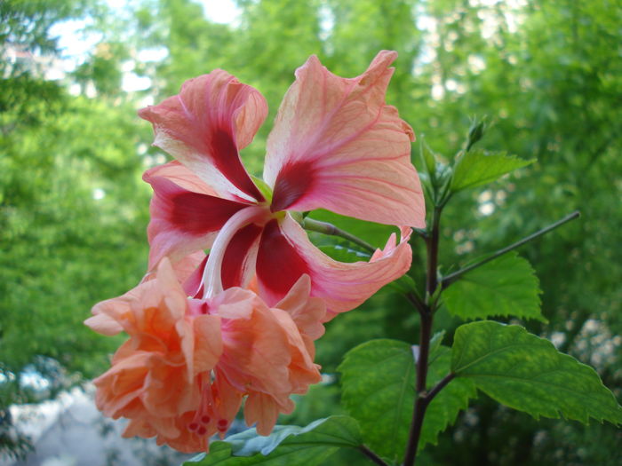 DSC05166 - Hibiscus El Capitolio Orange