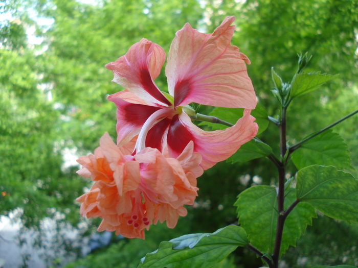 DSC05167 - Hibiscus El Capitolio Orange