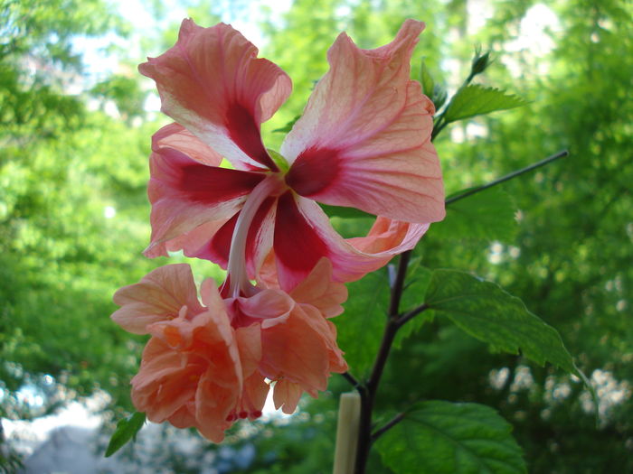 DSC05169 - Hibiscus El Capitolio Orange