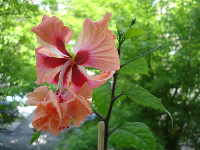 DSC05170 - Hibiscus El Capitolio Orange