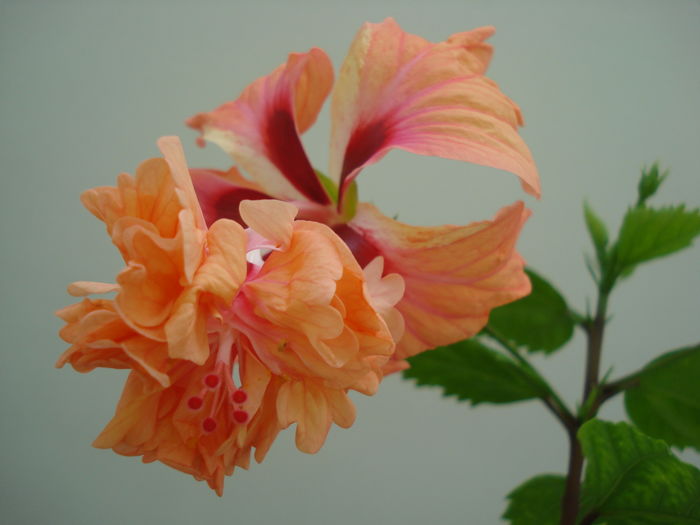 DSC05164 - Hibiscus El Capitolio Orange