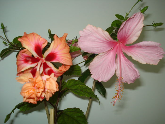 DSC05157 - FLORI 2016