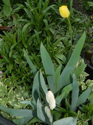 DSCN5304 - 2016 Aprilie_3