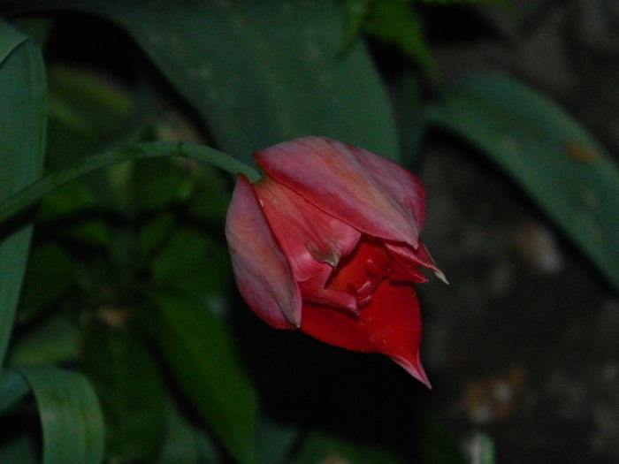 DSCN5306 - 2016 Aprilie_3