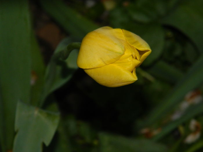 DSCN5307 - 2016 Aprilie_3