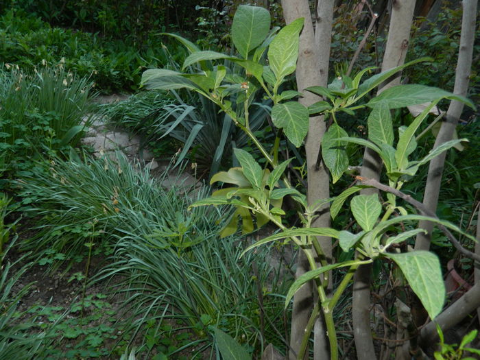 DSCN5308 - 2016 Aprilie_3