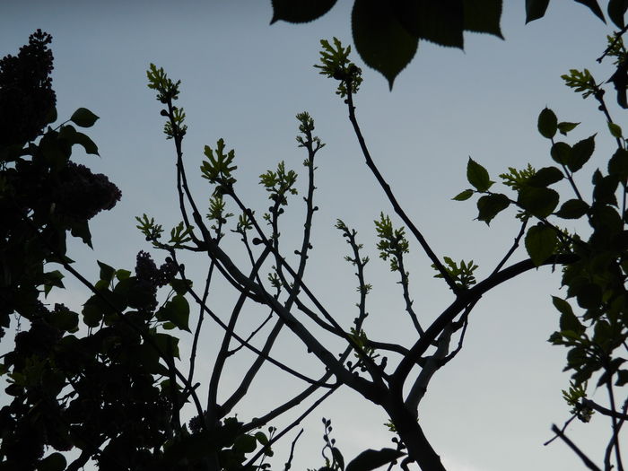 DSCN5314 - 2016 Aprilie_3