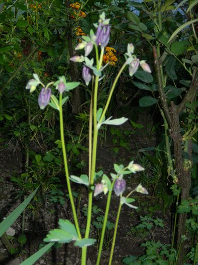 DSCN5322 - 2016 Aprilie_3