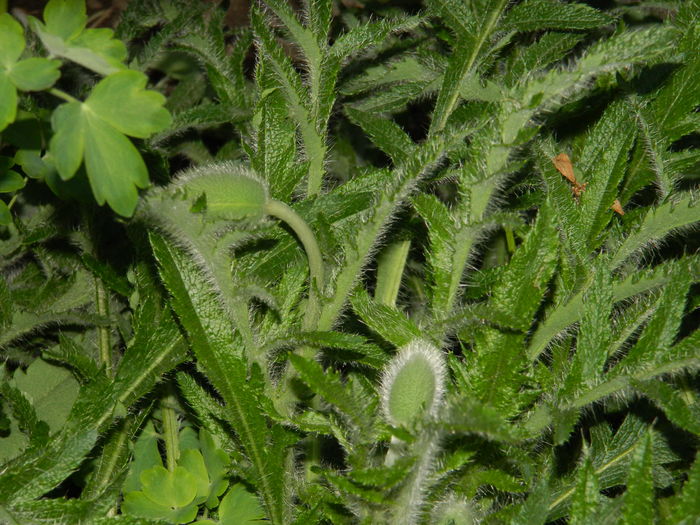 DSCN5324 - 2016 Aprilie_3