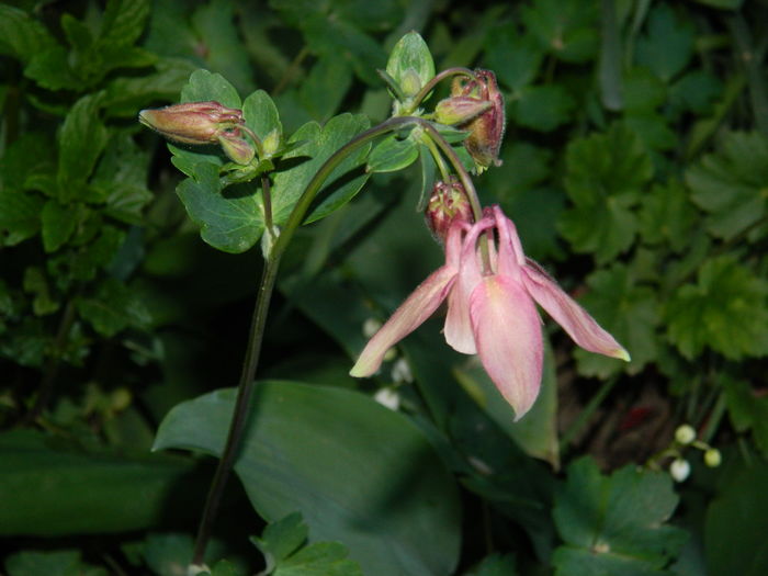 DSCN5331 - 2016 Aprilie_3