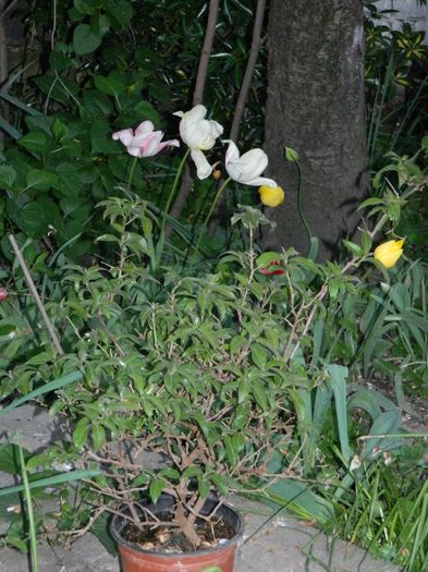 DSCN5339 - 2016 Aprilie_3