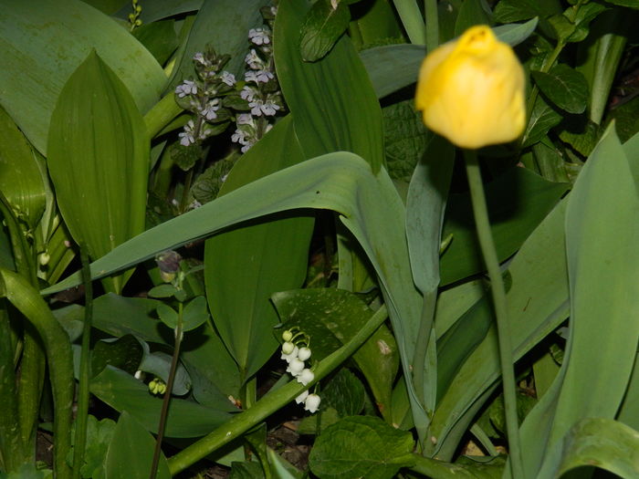 DSCN5342 - 2016 Aprilie_3