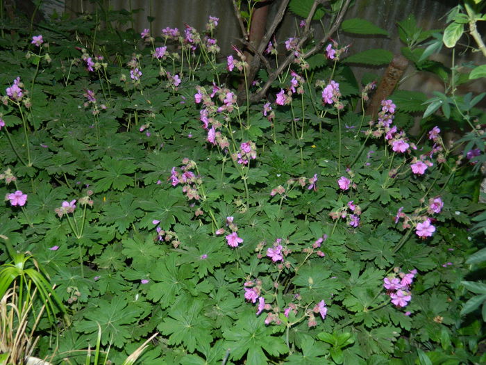 DSCN5343 - 2016 Aprilie_3