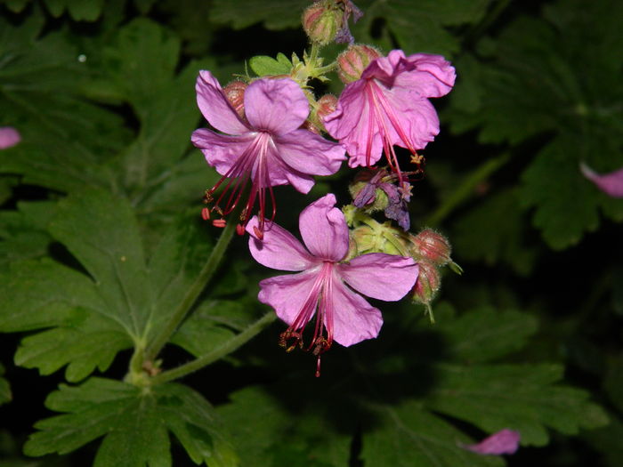 DSCN5344 - 2016 Aprilie_3