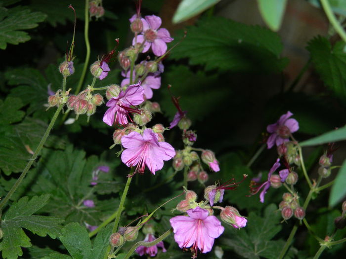 DSCN5345 - 2016 Aprilie_3