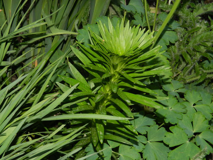 DSCN5349 - 2016 Aprilie_3