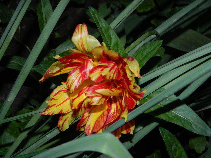 DSCN5352 - 2016 Aprilie_3