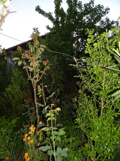 DSCN5362 - 2016 Aprilie_3