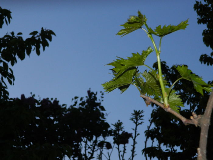 DSCN5368 - 2016 Aprilie_3