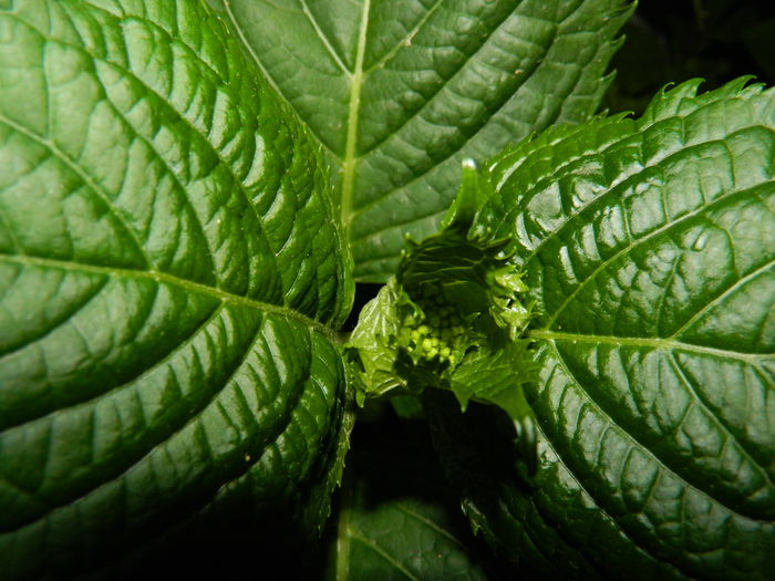 DSCN5370 - 2016 Aprilie_3