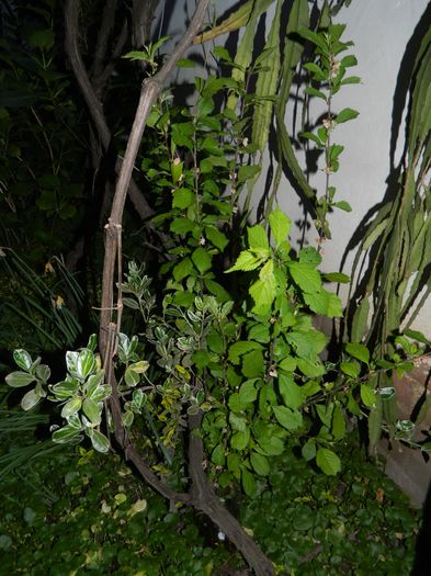 DSCN5372 - 2016 Aprilie_3