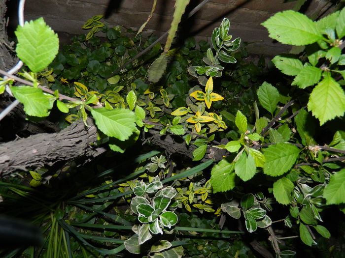 DSCN5379 - 2016 Aprilie_3